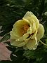 Paeonia lutea